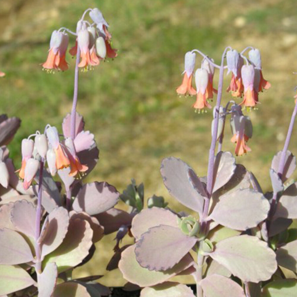 kalanchoe clerckii guia completa