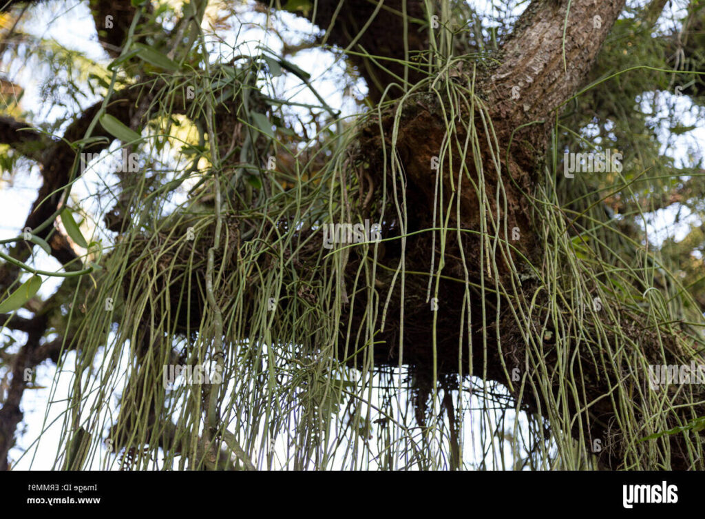 rhipsalis macra guia completa