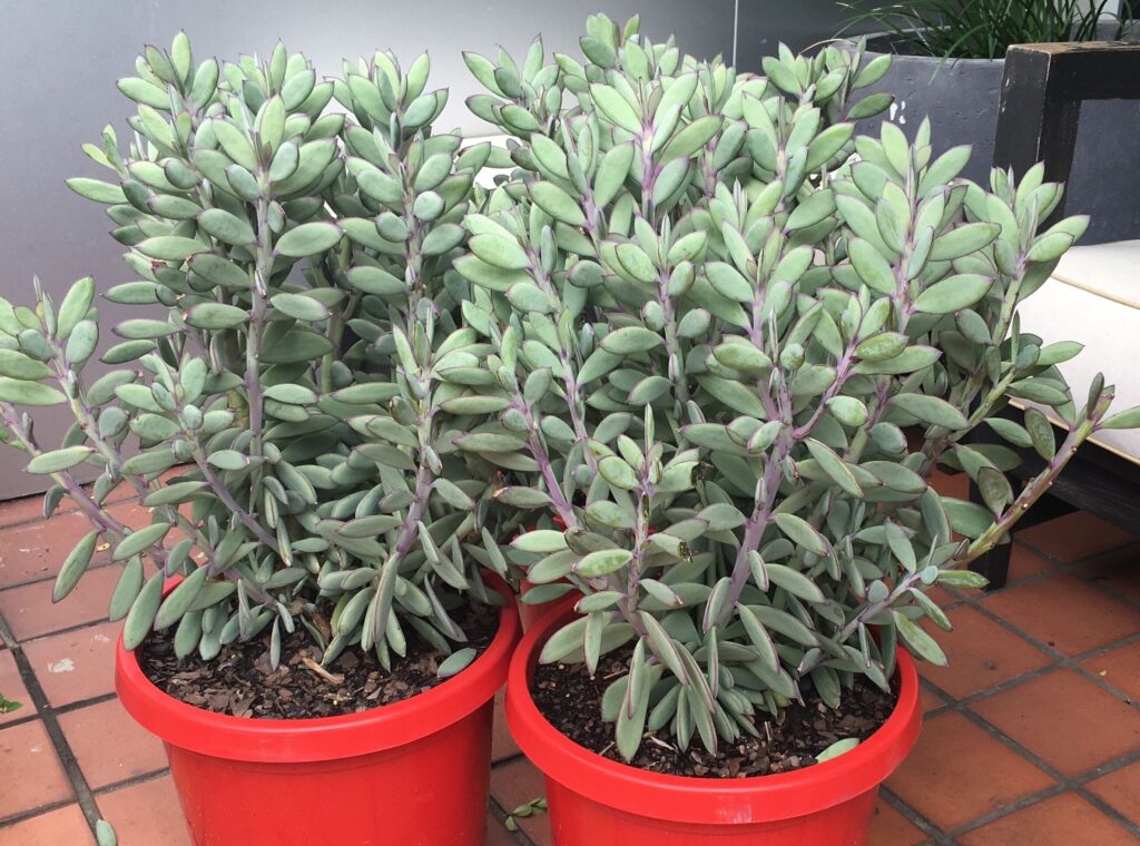 senecio crassipes guia completa