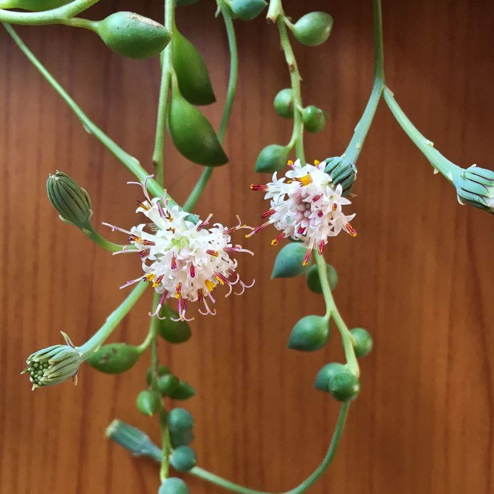 senecio cylindraceus guia completa