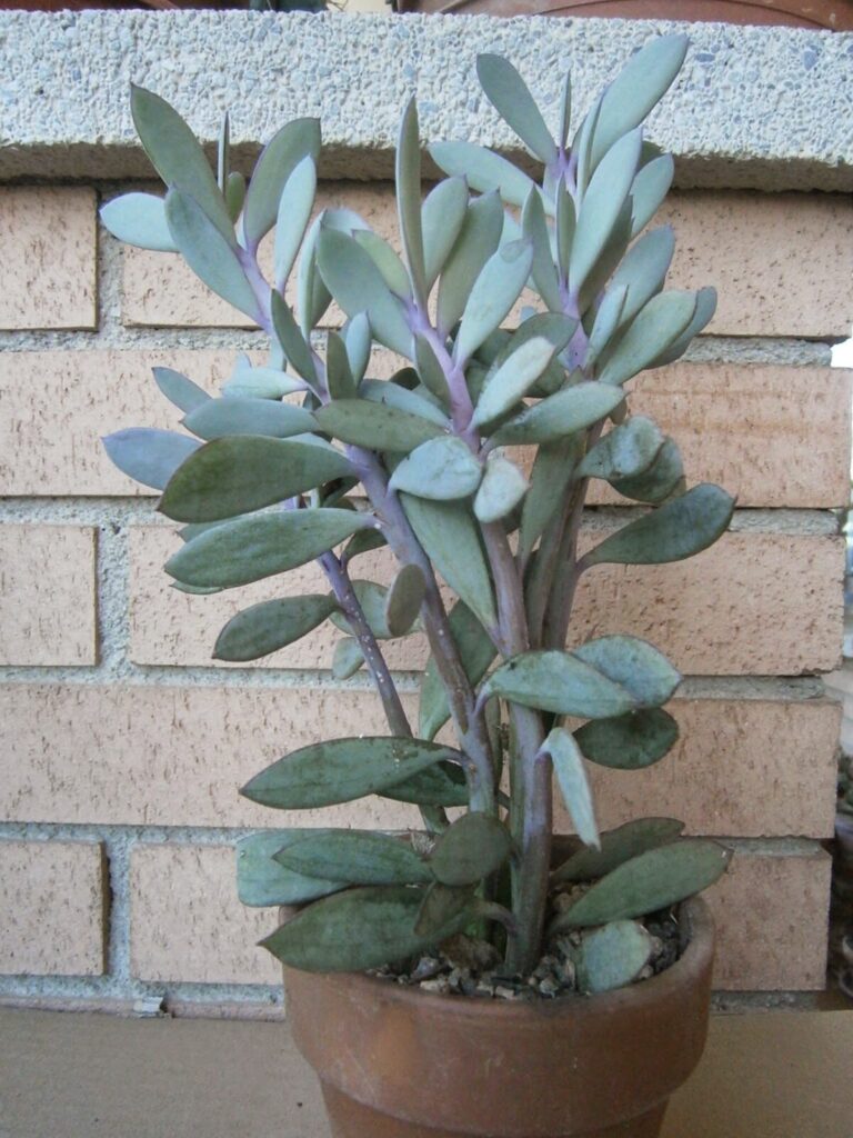 senecio echinatus cuidados y cultivo