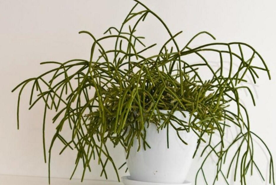 guia de cuidados para rhipsalis obtusa