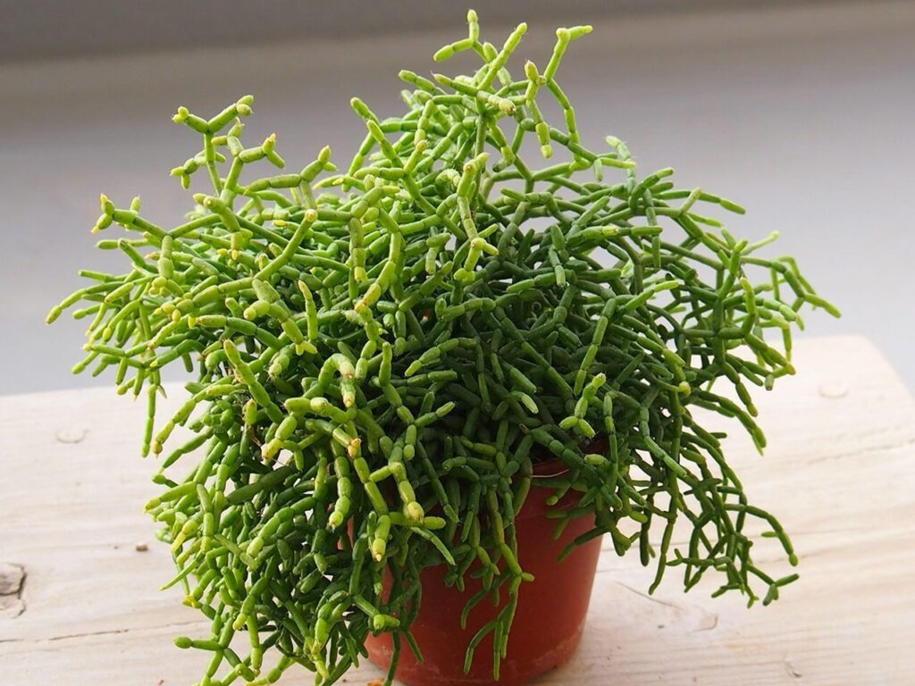 guia de cuidados para rhipsalis pyrulacea