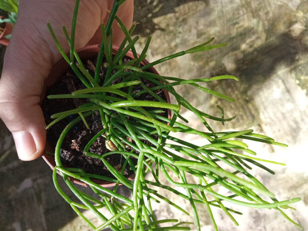 guia de rhipsalis laeta