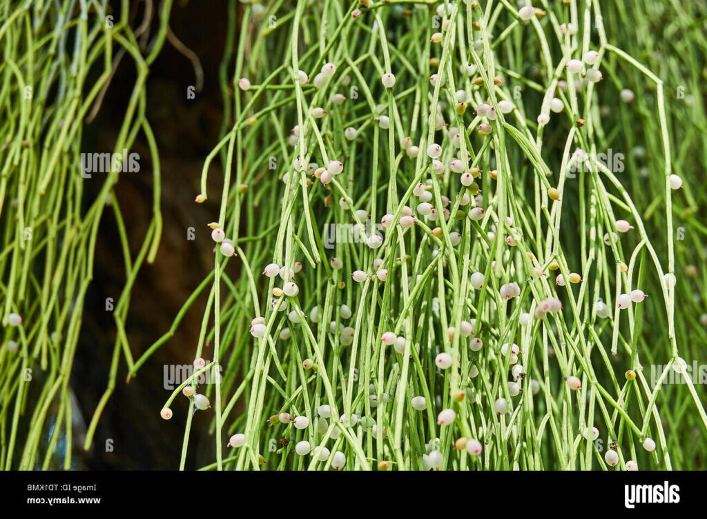 guia de rhipsalis mucugensis