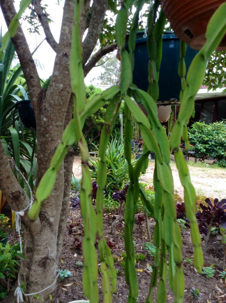 guia de rhipsalis schumanniana