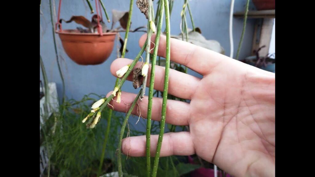 guia de rhipsalis sobolifera