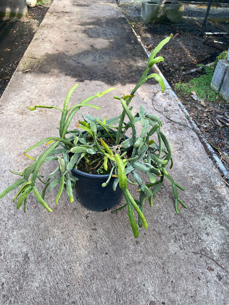 guia de rhipsalis sulcata