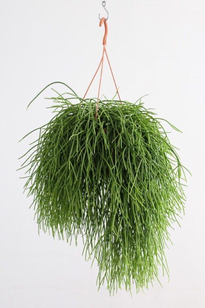 guia de rhipsalis trachycarpa