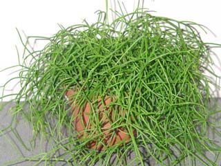 rhipsalis bacilliformis guia completa