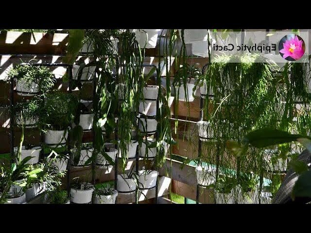 rhipsalis barthlottii guia completa