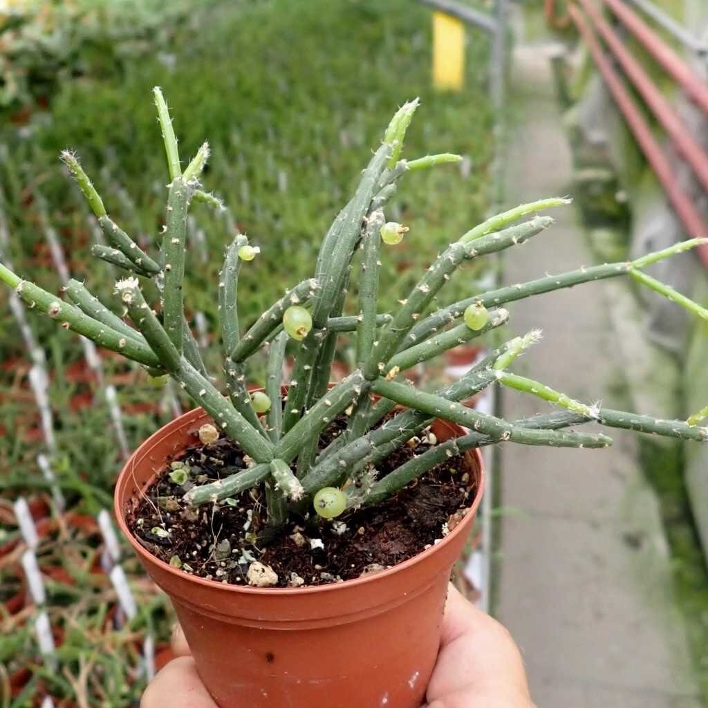 rhipsalis bergeri cuidados y consejos