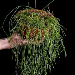 rhipsalis burchellii cuidados y cultivo