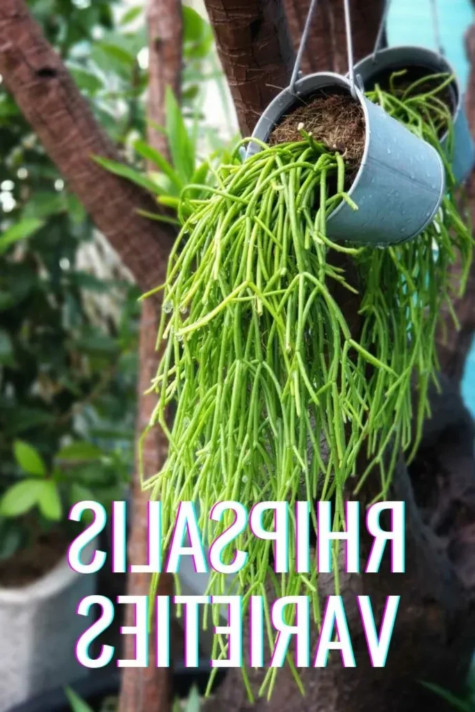 rhipsalis carinata guia completa