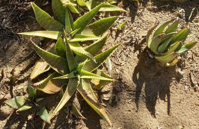 rhipsalis dentata guia completa