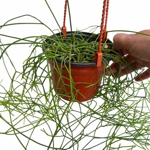 rhipsalis eichlamii cuidados y consejos