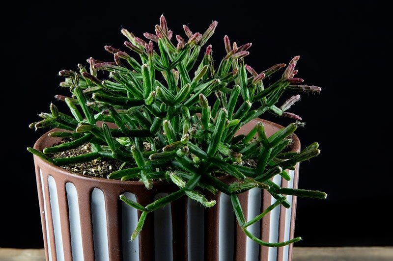 rhipsalis ferruginea cuidados y caracteristicas