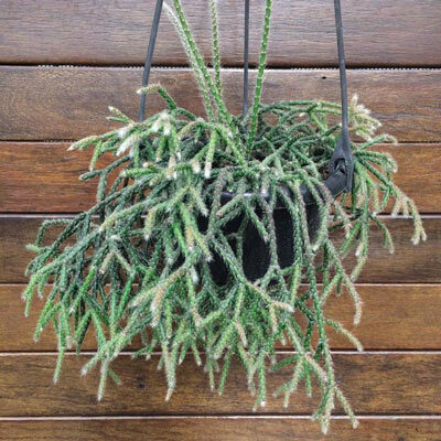 rhipsalis filicina guia completa