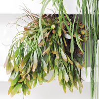 rhipsalis fluminensis guia completa