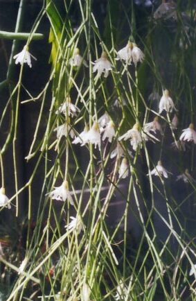 rhipsalis formosa guia completa