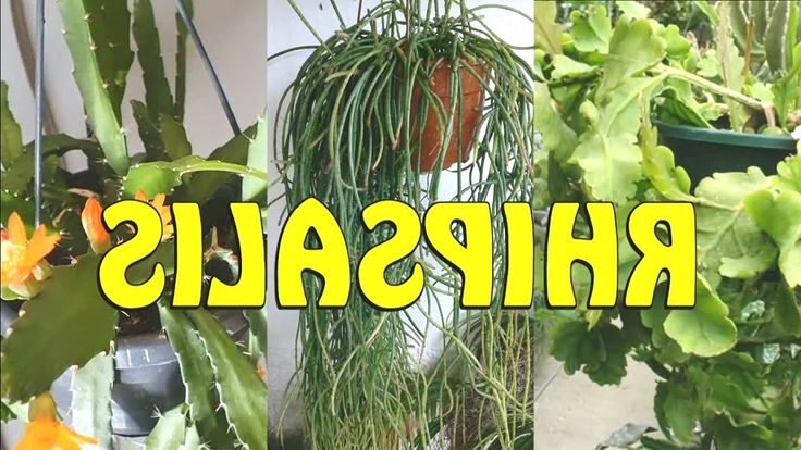 rhipsalis gawleri cuidados y consejos