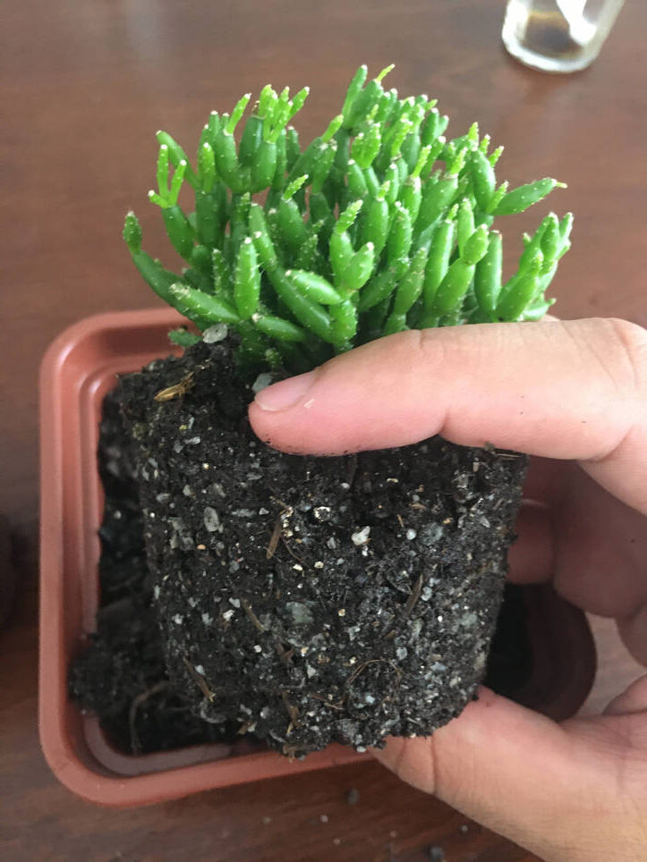 rhipsalis glomerata cuidados y consejos