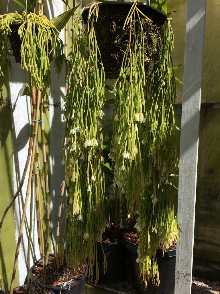 rhipsalis howellii guia completa