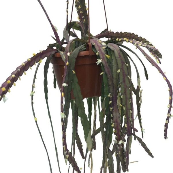 rhipsalis kochii guia completa