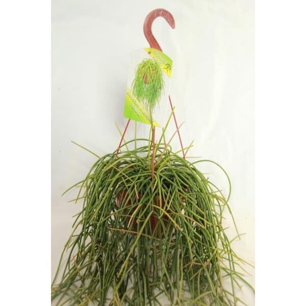 rhipsalis korberi cuidados y cultivo