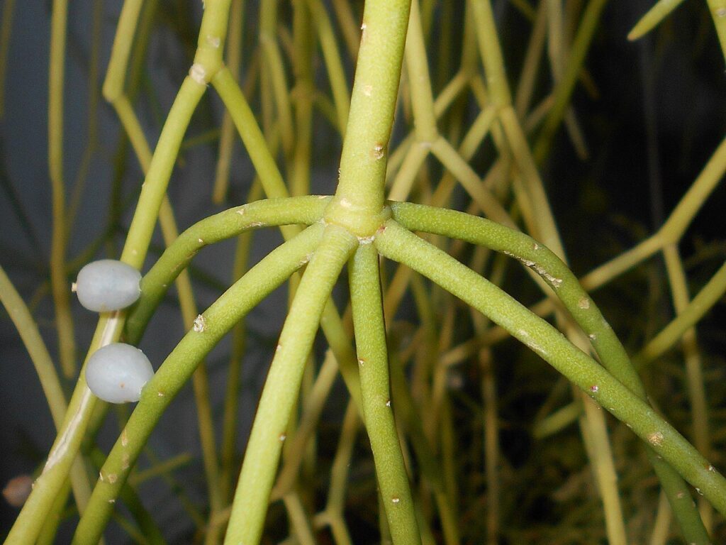 rhipsalis kriegeri guia completa