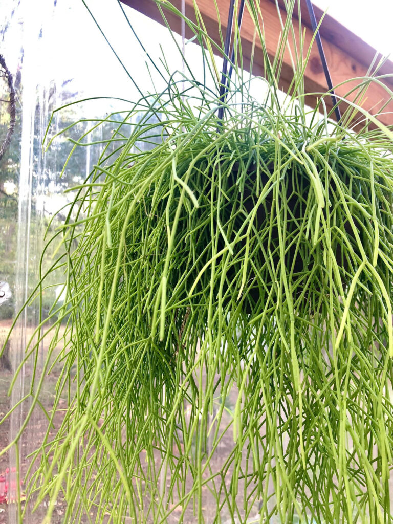 rhipsalis laevigata guia completa