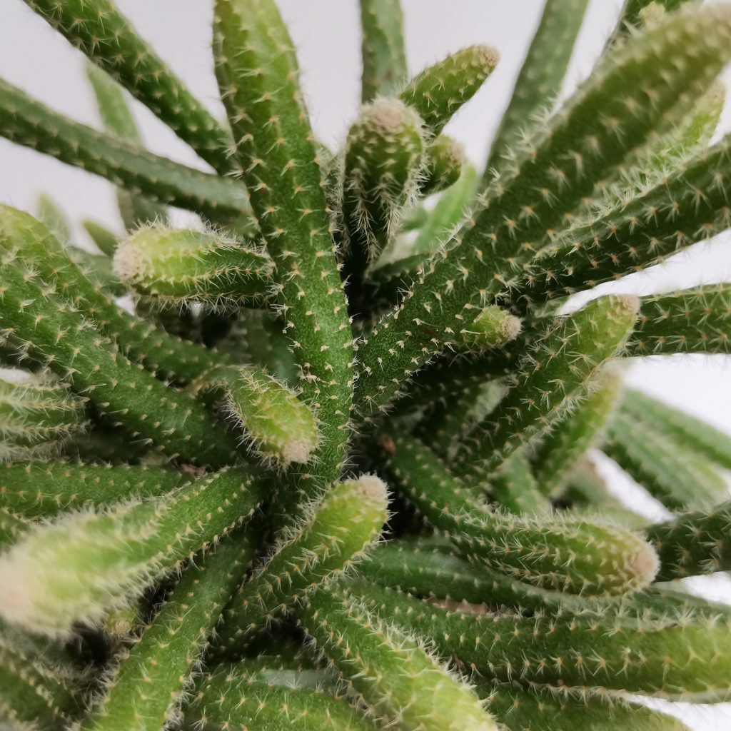 rhipsalis lamproplasta guia completa