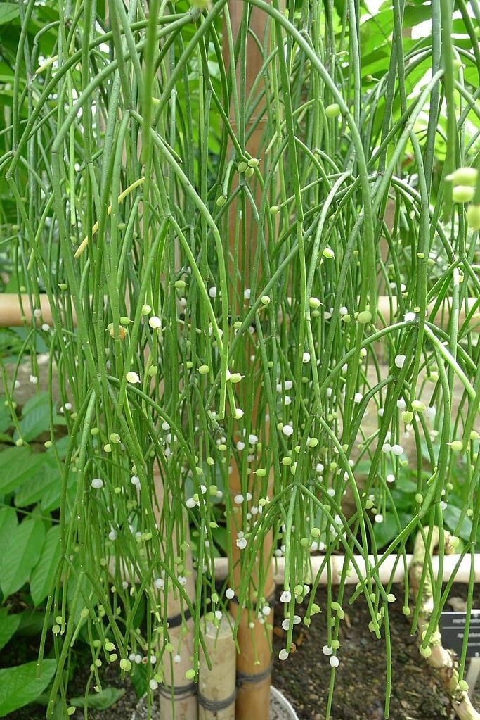 rhipsalis laxa cuidados y consejos