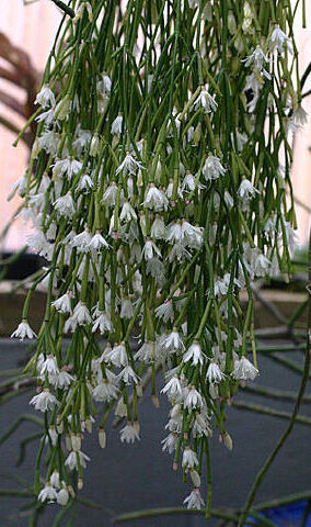 rhipsalis luteoalba guia completa