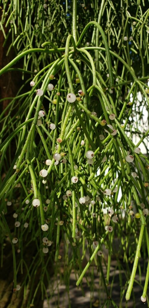 rhipsalis macbridei guia completa