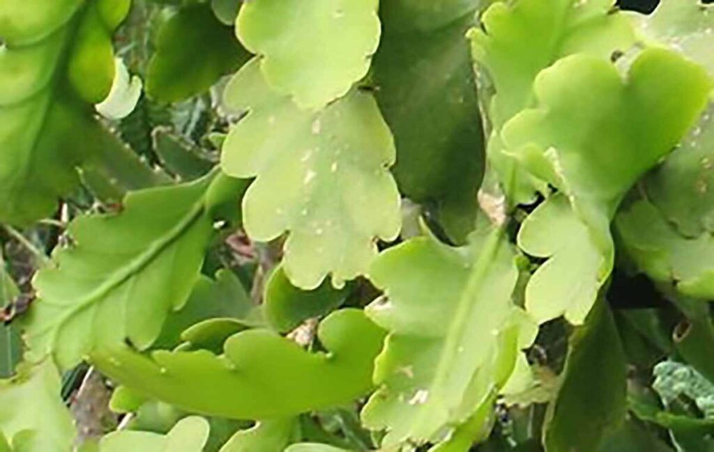 rhipsalis makoyana cuidados y cultivo