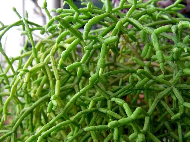 rhipsalis mamillaris guia completa