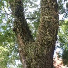 rhipsalis marginalis guia completa