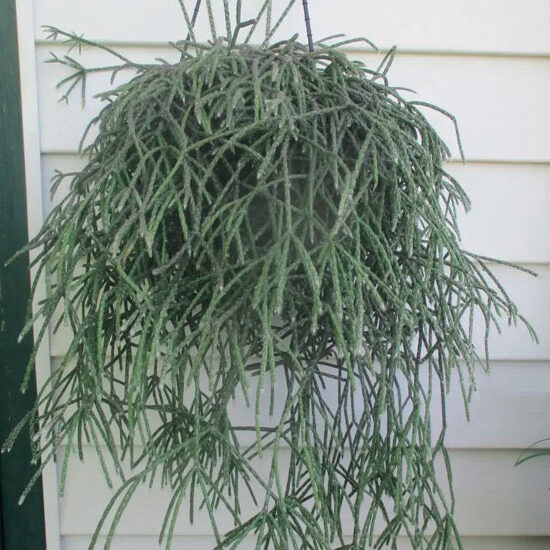 rhipsalis maximiliana guia completa