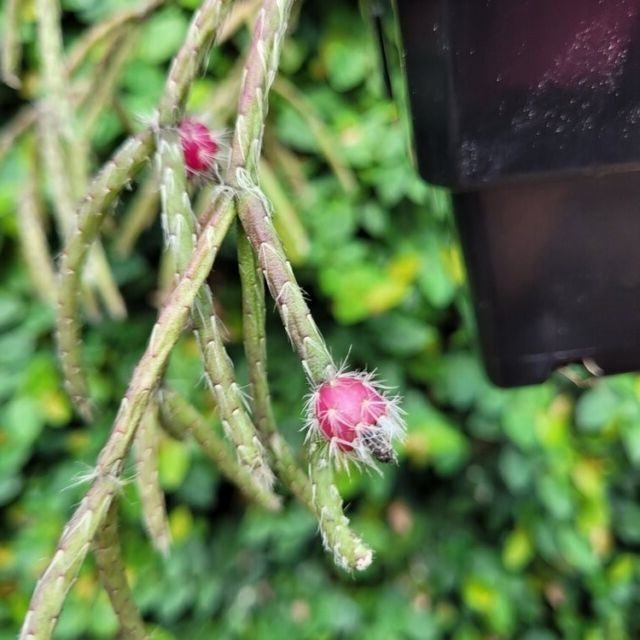 rhipsalis metrischiana guia completa