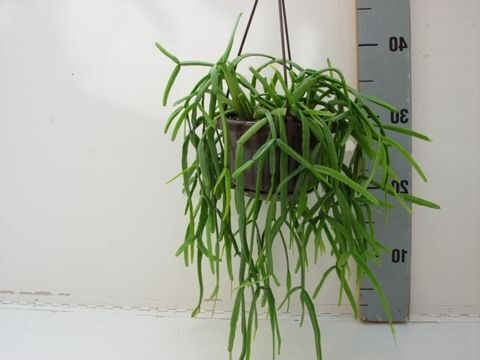 rhipsalis micrantha var subtilis guia completa