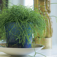 rhipsalis moranensis guia completa