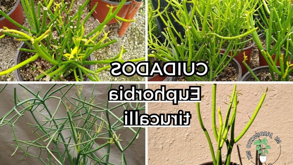 rhipsalis multicostata cuidados y propagacion