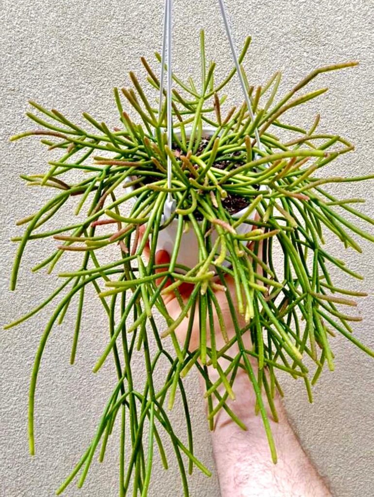 rhipsalis multicostis guia completa