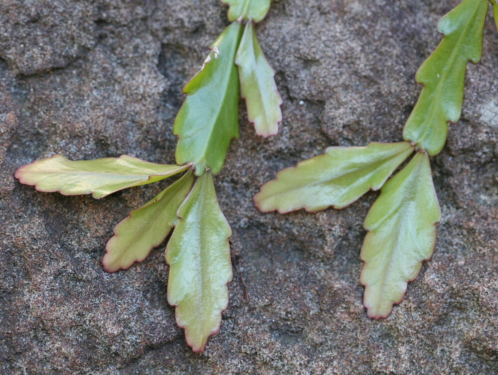 rhipsalis nashii guia completa para su cuidado