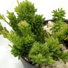 rhipsalis neoangulata guia completa