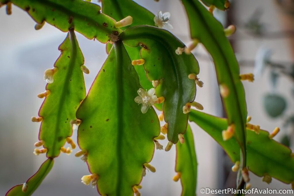 rhipsalis neoraimondii guia completa