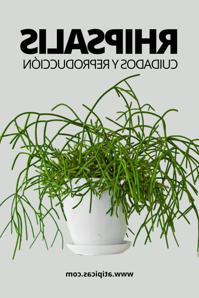 rhipsalis neorusselliana guia completa