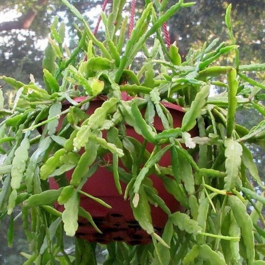 rhipsalis neotuberosa guia completa