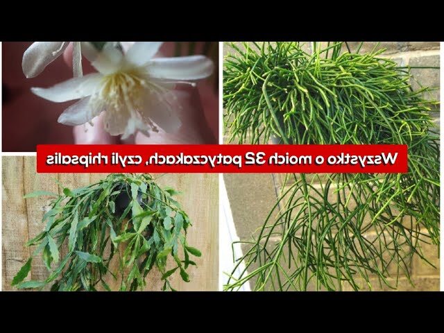 rhipsalis nigripilosa guia completa